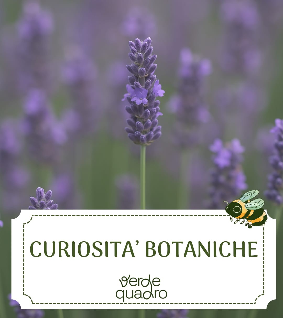 Curiosità botaniche: la lavanda