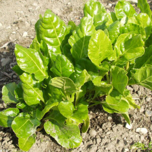 Biotessuto - Bietola Liscia