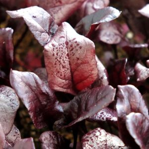 Biotessuto - Bietola Sangue di Toro