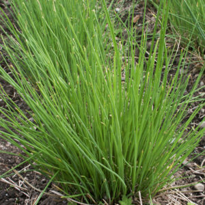 Biotessuto - Erba Cipollina