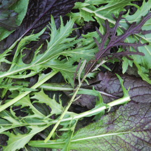 Biotessuto - Mix Lattuga Asiatica