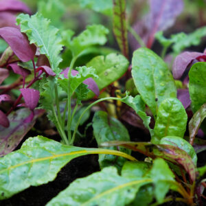 Biotessuto - Mix Arcobaleno