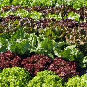 Biotessuto - Mix lattughe colorate