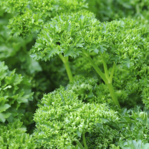 Biotessuto - Prezzemolo riccio