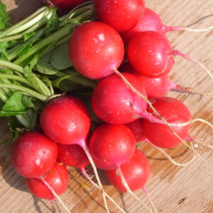 Biotessuto - Ravanello Tondo