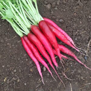 Biotessuto - Ravanello Candela di Fuoco