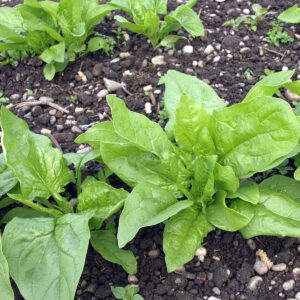 Biotessuto - Spinacio Precoce